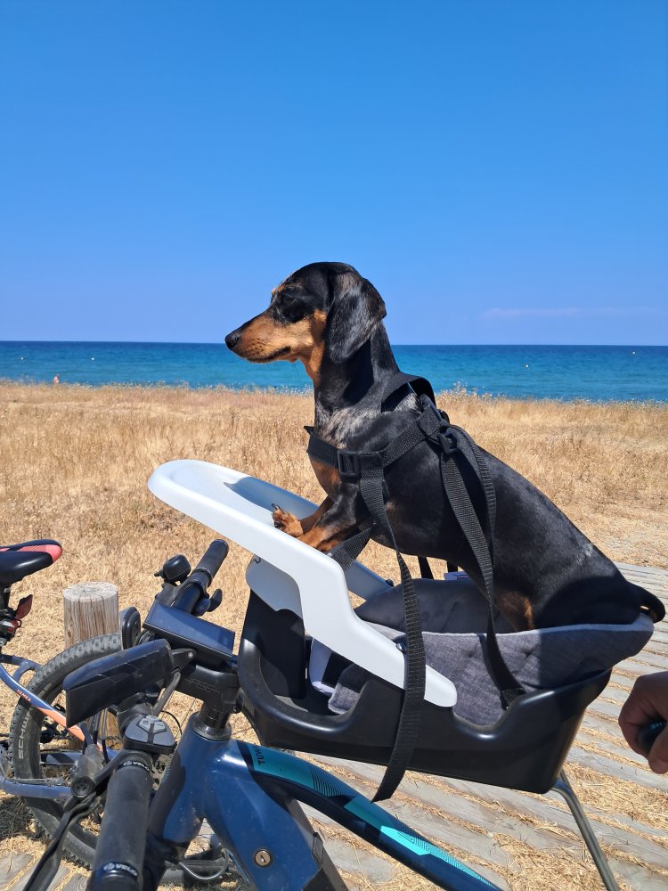 Recenze Dogrider