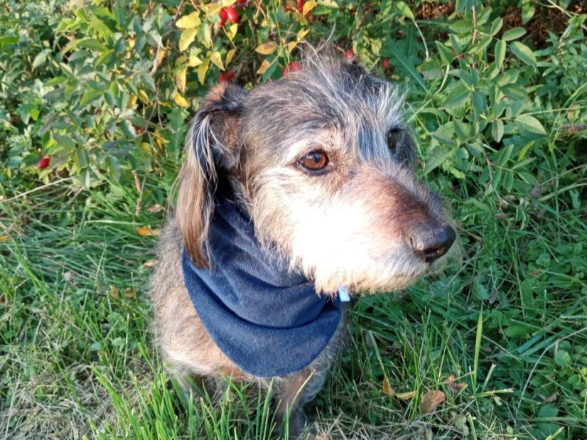 Šátek Dogri zn. Dogrider®: Decentní ochrana a styl pro vašeho pejska - Barva: Modrá, Velikost: L