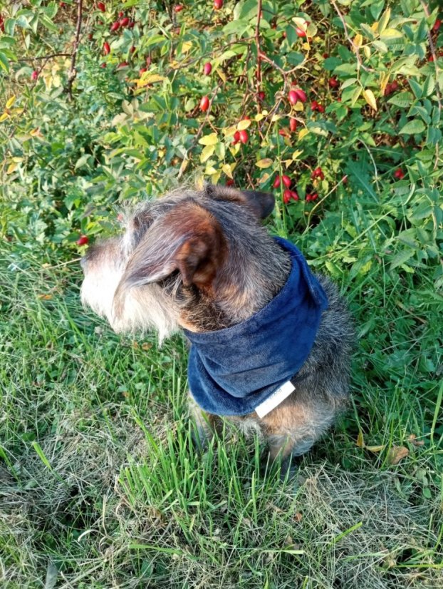 Šátek Dogri zn. Dogrider®: Decentní ochrana a styl pro vašeho pejska - Barva: Modrá, Velikost: L