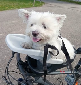 Skutečné recenze majitelů Dogrider®