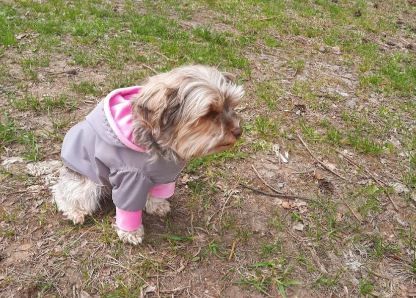 Bundička Sesi zn. Dogrider®: Ručně šitý komfort do každého počasí - Barva: Šedá, Velikost: L