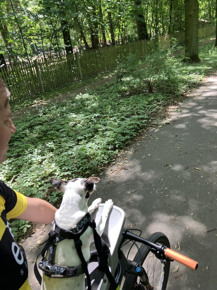 Recenze Dogrider